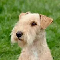 Kleine Hunderasse-Portrait Lakeland Terrier