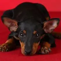Kleine Hunderasse-Portrait Manchester Terrier