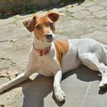 Kleine Hunderasse-Portrait Parson Russell Terrier