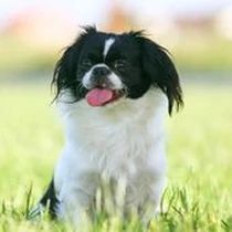 Kleine Hunderasse-Portrait Pekinese