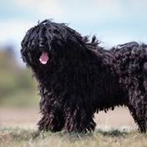 Kleine Hunderasse-Portrait Puli