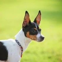 Kleine Hunderasse-Portrait Rat Terrier