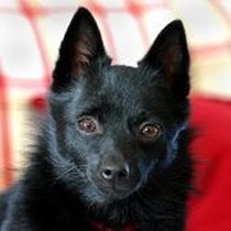 Kleine Hunderasse-Portrait Schipperke