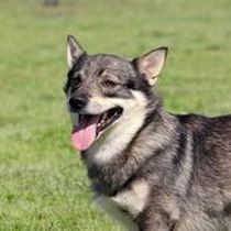 Kleine Hunderasse-Portrait Schwedischer Vallhund