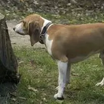Kleine Hunderasse-Portrait Schweizer Niederlaufhund