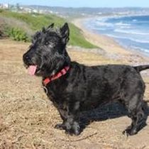 Kleine Hunderasse-Portrait Scottish Terrier