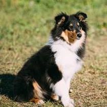 Kleine Hunderasse-Portrait Shetland Sheepdog