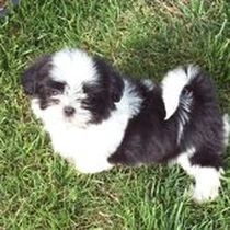 Kleine Hunderasse-Portrait Shih-Tzu