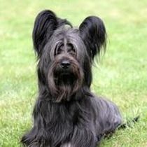 Kleine Hunderasse-Portrait Skye Terrier