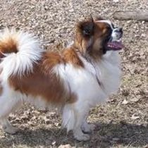 Kleine Hunderasse-Portrait Tibet Spaniel