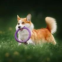 Kleine Hunderasse-Portrait Welsh Corgi Cardigan