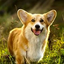 Kleine Hunderasse Welsh Corgi Pembroke