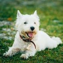 Kleine Hunderasse-Portrait West Highland White Terrier