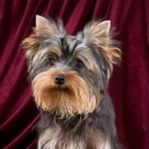 Kleine Hunderasse-Portrait Yorkshire Terrier