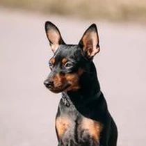 Kleine Hunderasse-Portrait Zwergpinscher