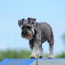 Kleine Hunderasse-Portrait Zwergschnauzer