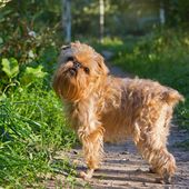 Kleine Hunderasse mit B Brussels Griffon