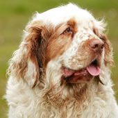 Kleine Hunderasse mit C Clumber Spaniel