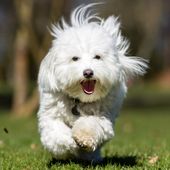 Kleine Hunderasse mit C Coton De Tulear