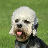 Kleine Hunderasse Dandie Dinmont Terrier