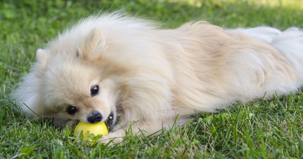 Kleine Hunde Dürfen Hunde Äpfel essen?