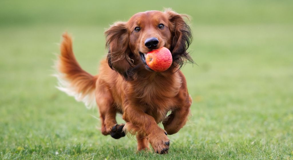 So lange es ihnen gut bekommt, dürfen Hunde Äpfel essen