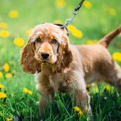 Kleine Hunderasse mit E English Cocker Spaniel