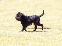 Bild des kleinen Hundes Affenpinscher (Affenpinscher)