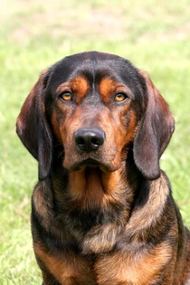 Bild des kleinen Hundes Alpenländische Dachsbracke (Alpenländische Dachsbracke)