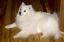 Bild des kleinen Hundes Amerikanischer Eskimo-Hund (Amerikanischer Eskimo-Hund)