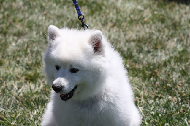 Hundewelpe amerikanischer eskimo hund