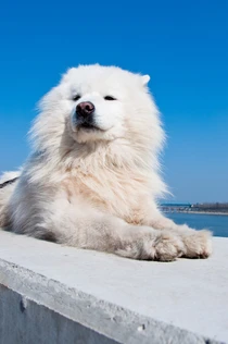 Bild des kleinen Hundes Amerikanischer Eskimo-Hund (Amerikanischer Eskimo-Hund)