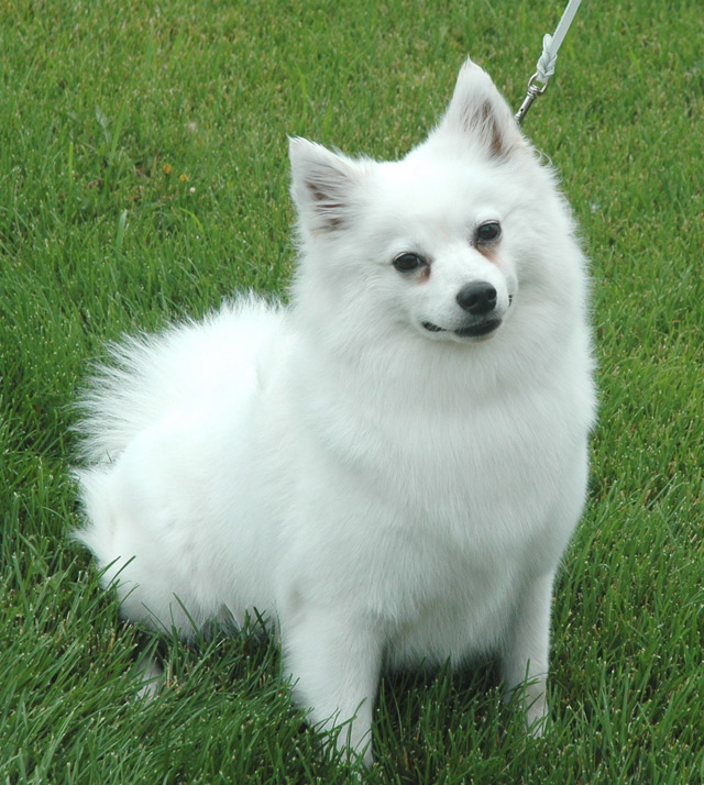 Hundewelpe amerikanischer eskimo hund