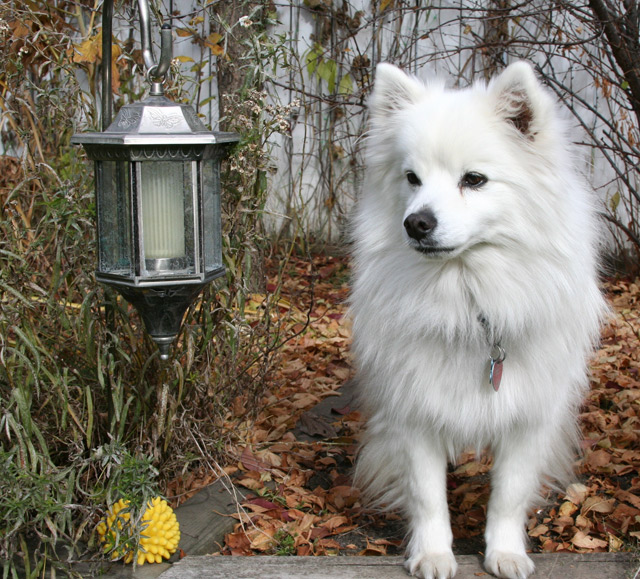 Hundewelpe amerikanischer eskimo hund
