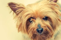 Bild des kleinen Hundes Australian Silky Terrier (Australian Silky Terrier)