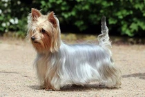 Bild des kleinen Hundes Australian Silky Terrier (Australian Silky Terrier)