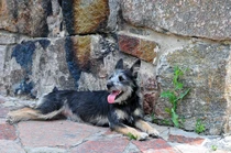 Bild des kleinen Hundes Australian Terrier (Australian Terrier)