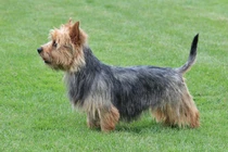 Bild des kleinen Hundes Australian Terrier (Australian Terrier)