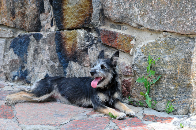 Hund Australien Terrier steht auf dem Tisch
