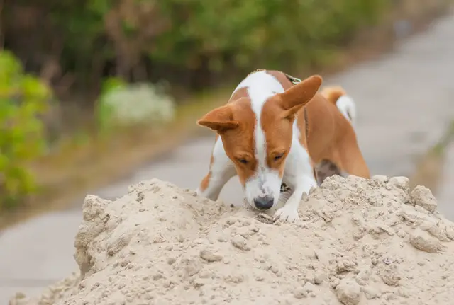 Hund Australien Terrier sitzt im Flur