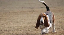 Bild des kleinen Hundes Basset Hound (Basset Hound)