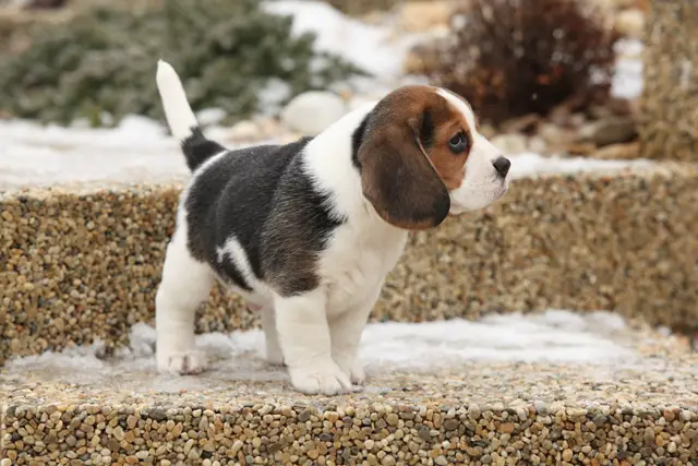 Kleine Hunderasse Beagle