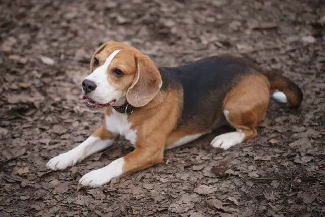 Mini Beagle Welpe Puppy