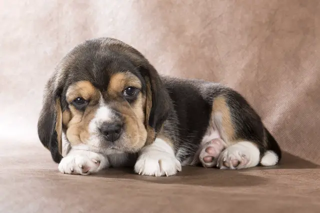 Kleiner Beagle Welpe Puppy