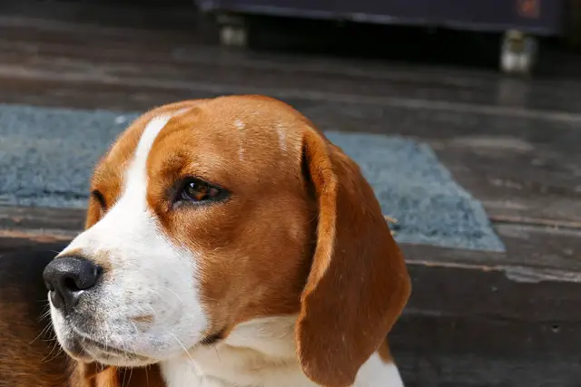 Kleiner Beagle Gesicht