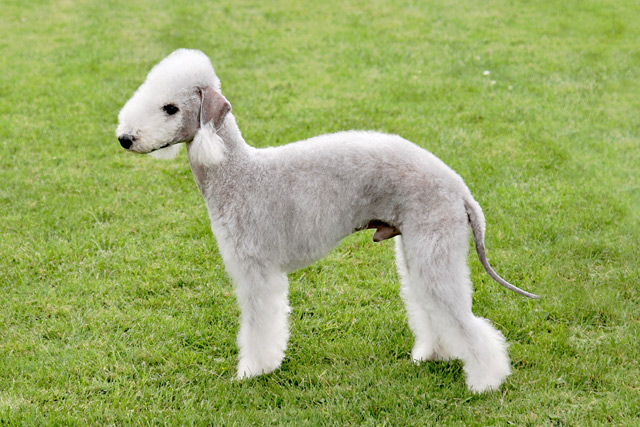Hund Bedlington-Terrier