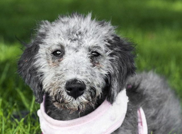 Hund Bedlington-Terrier