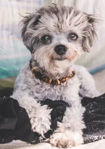 Bild des kleinen Hundes Marla (Bolonka Zwetna)