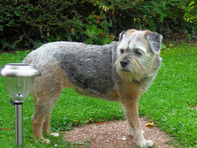 Hund Borderterrier