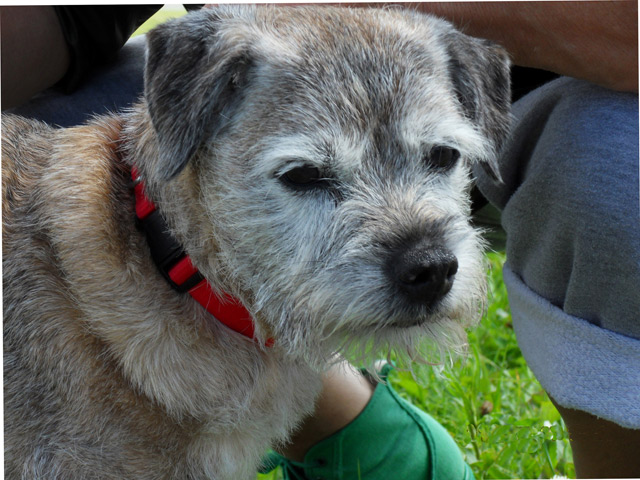 Hund Borderterrier